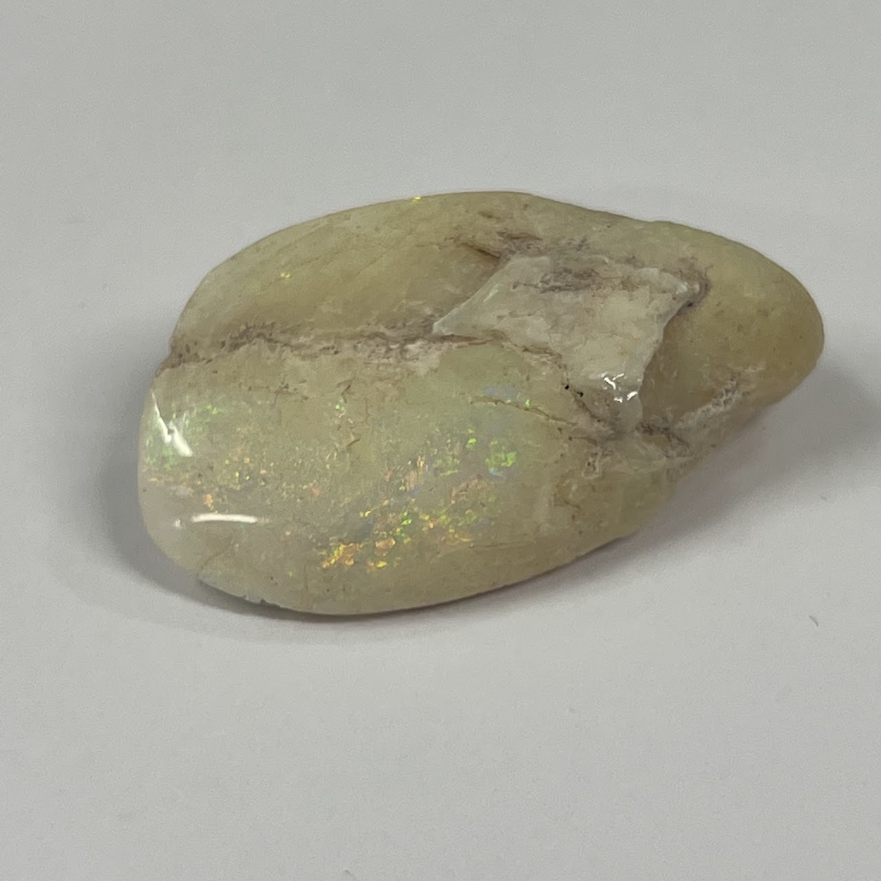 Coober Pedy Full Opalized Mussel Shell