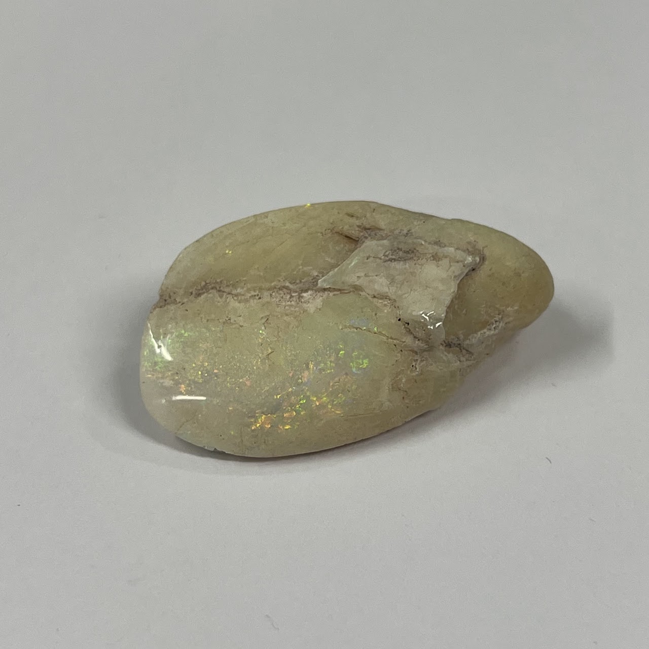 Coober Pedy Full Opalized Mussel Shell