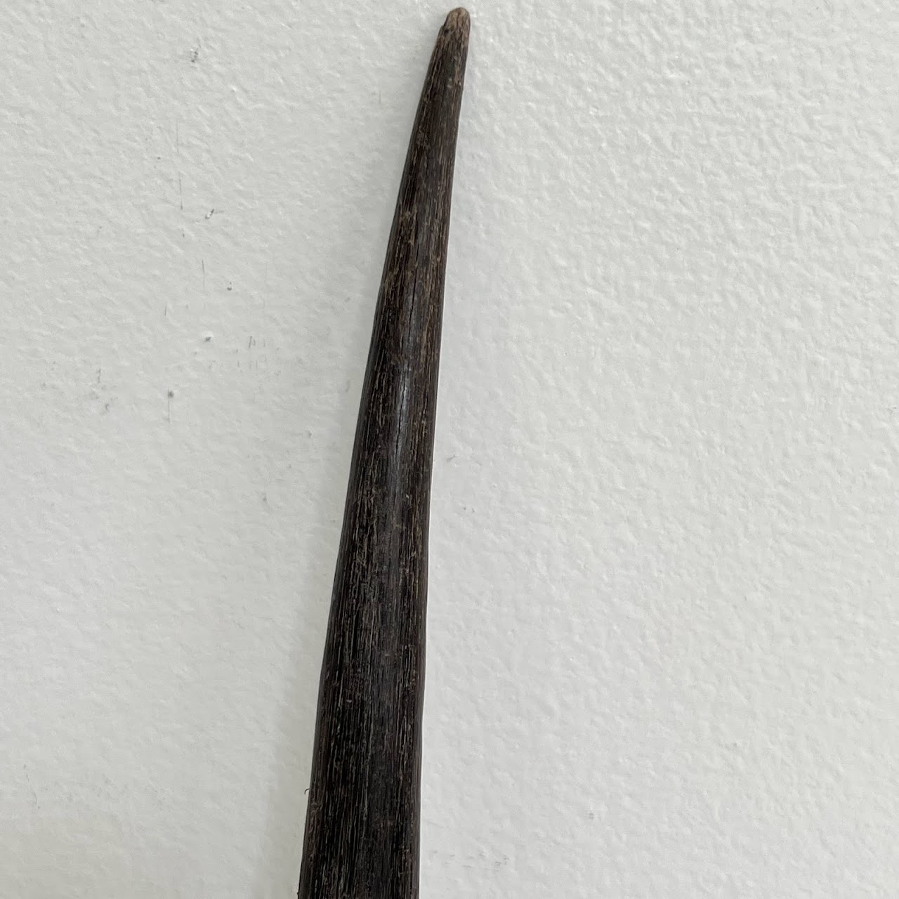 African Gemsbok Horn Specimen