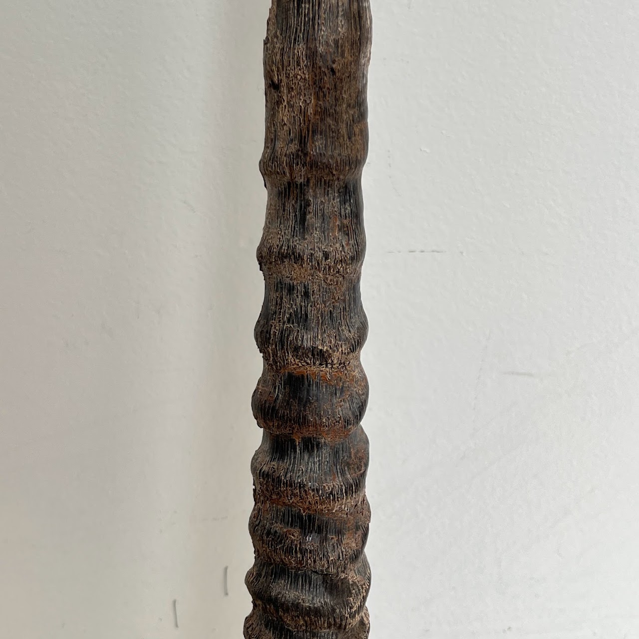 African Gemsbok Horn Specimen