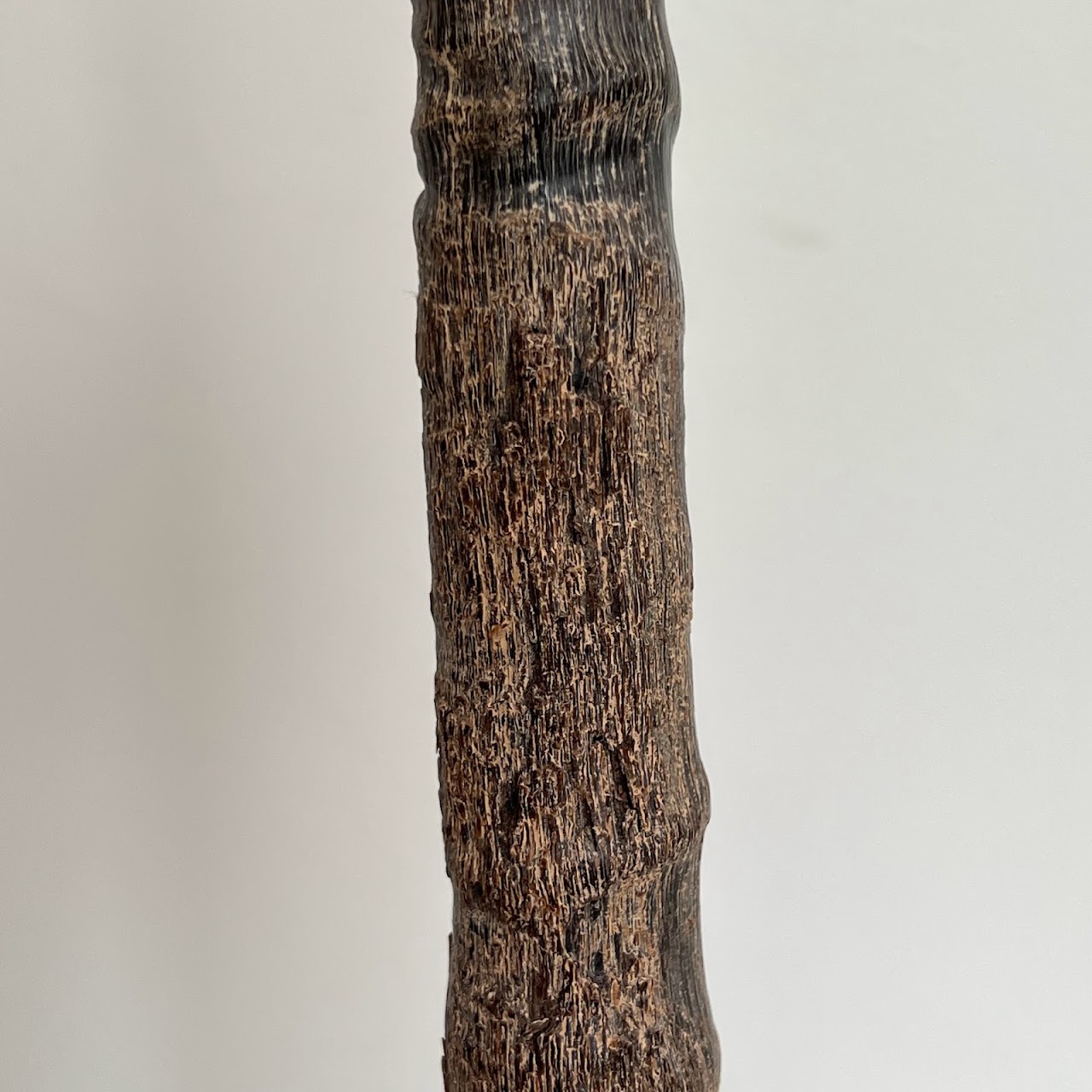 African Gemsbok Horn Specimen