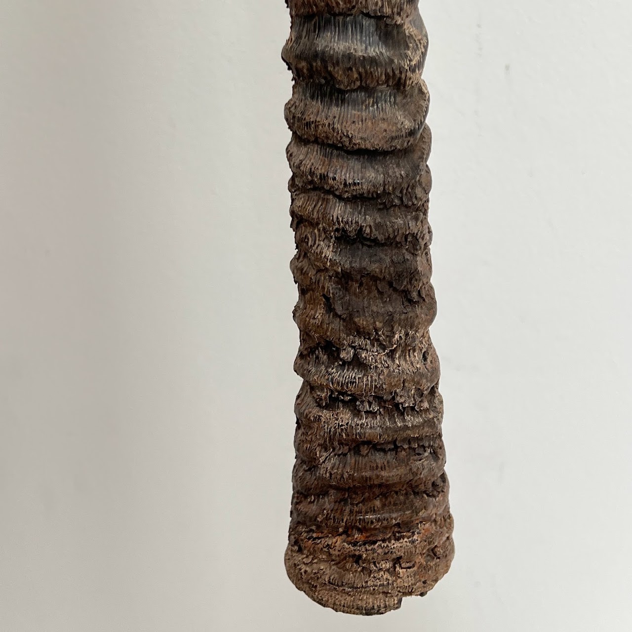 African Gemsbok Horn Specimen