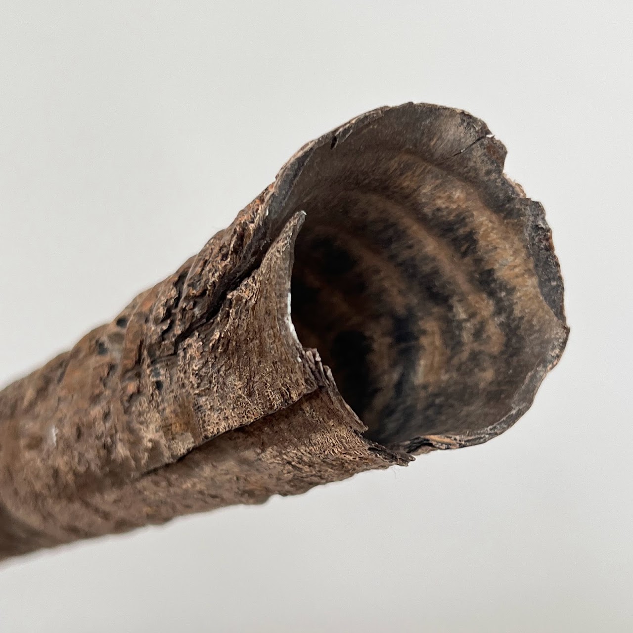 African Gemsbok Horn Specimen