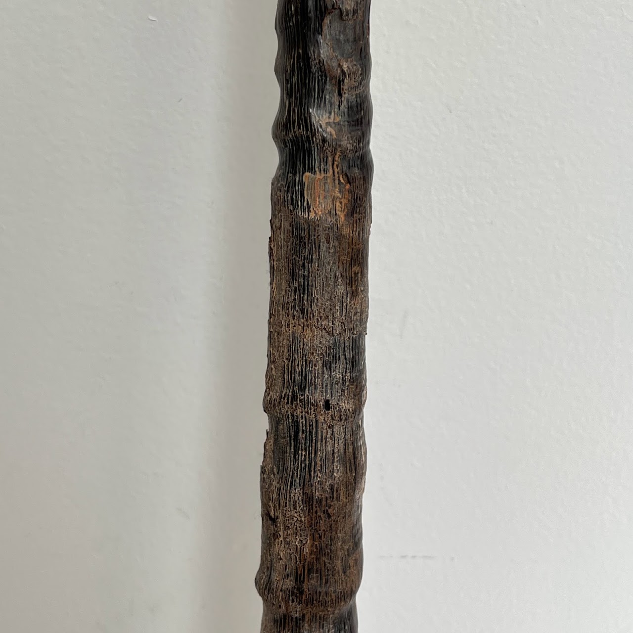 African Gemsbok Horn Specimen