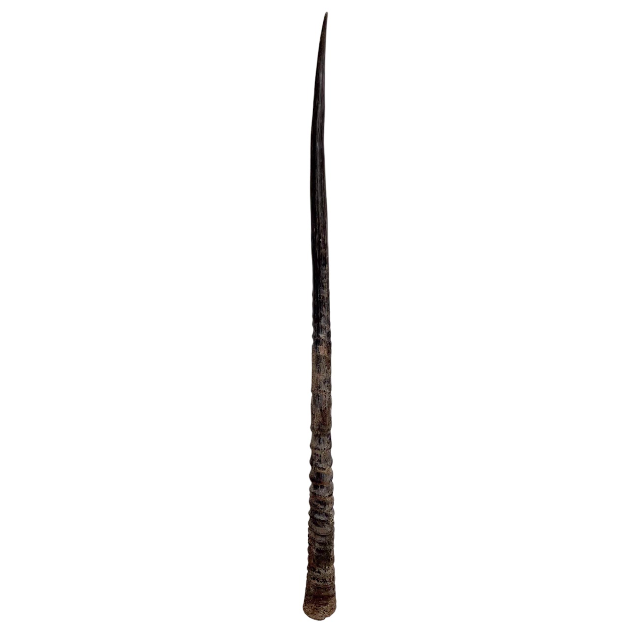 African Gemsbok Horn Specimen