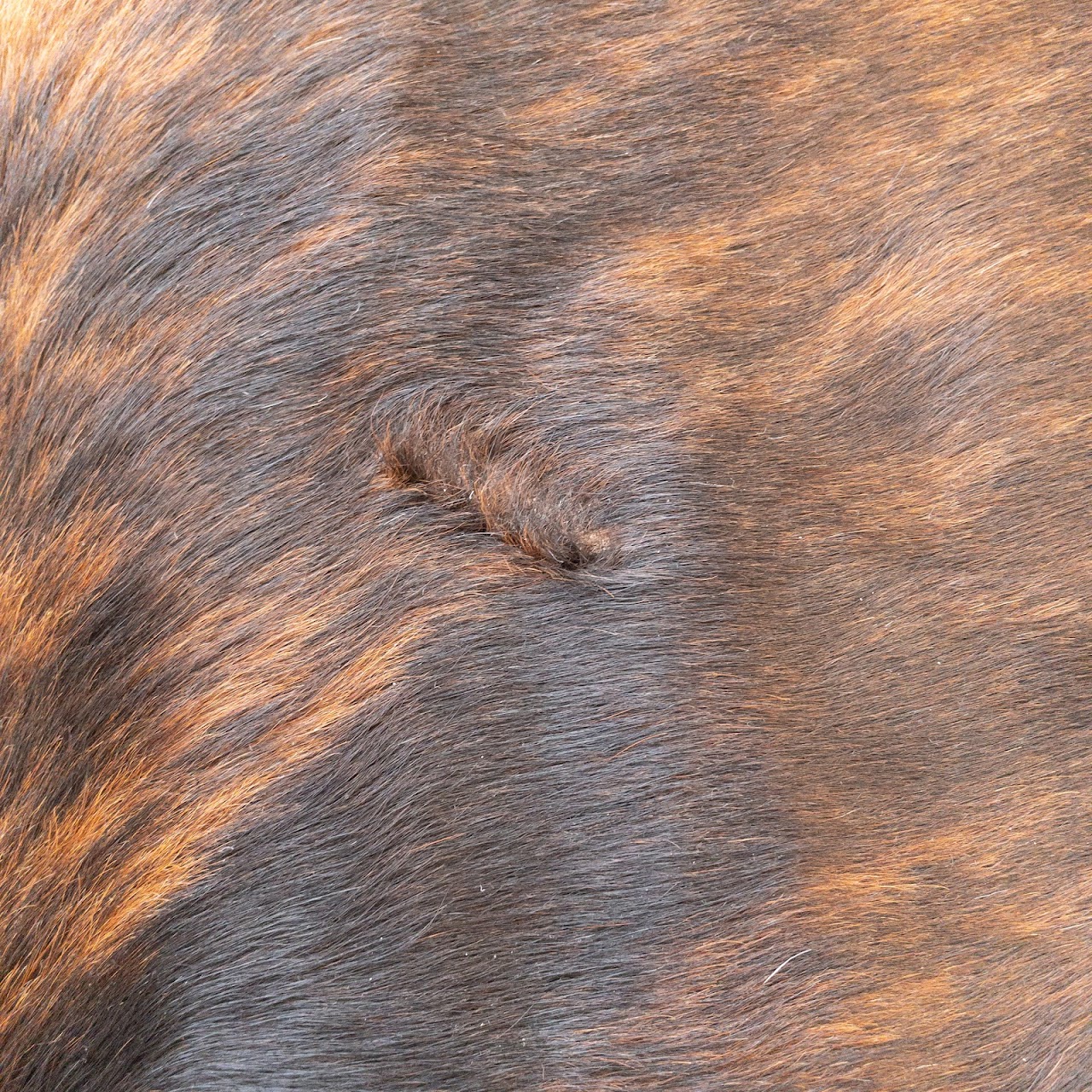 Cow Hide Rug