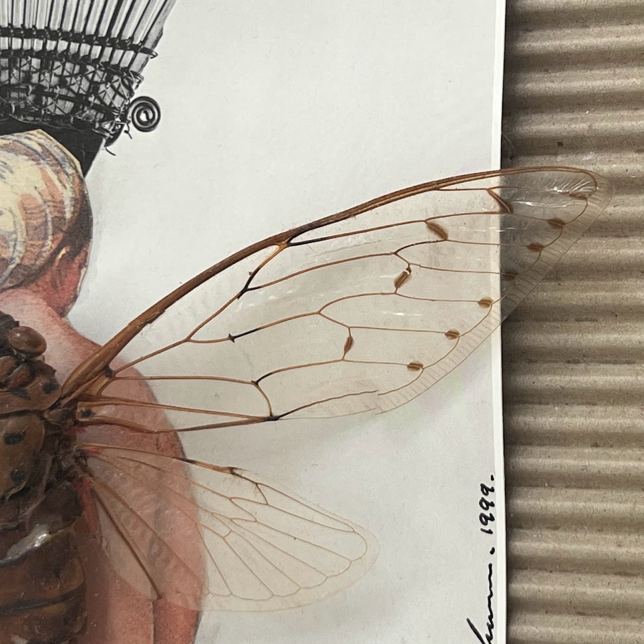 Champaka Viridimaculata Cicada Specimen and Mixed Media Collage