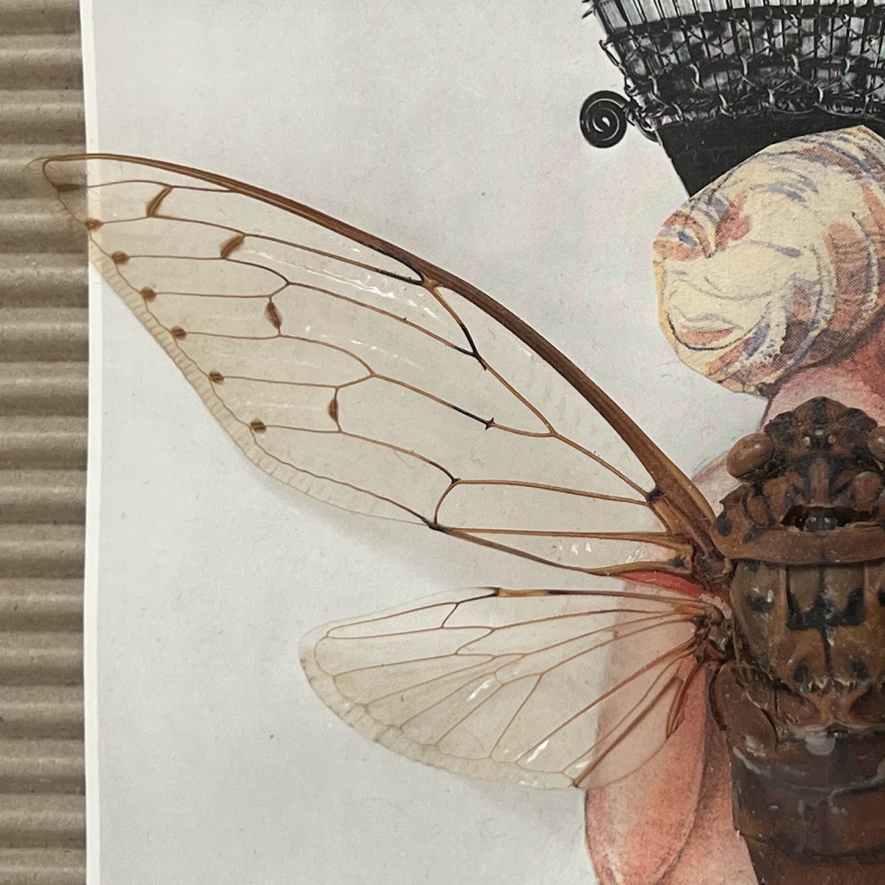 Champaka Viridimaculata Cicada Specimen and Mixed Media Collage