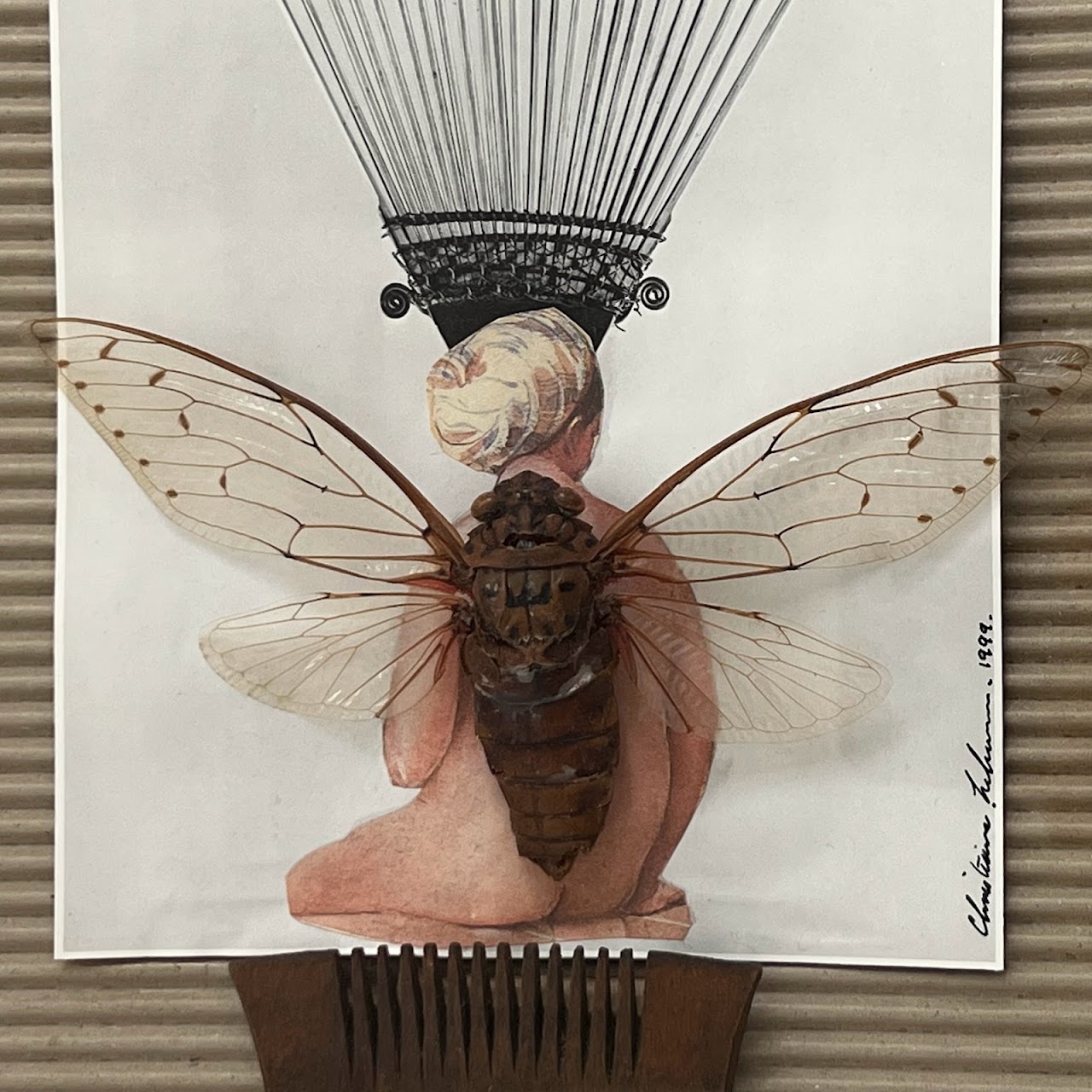 Champaka Viridimaculata Cicada Specimen and Mixed Media Collage