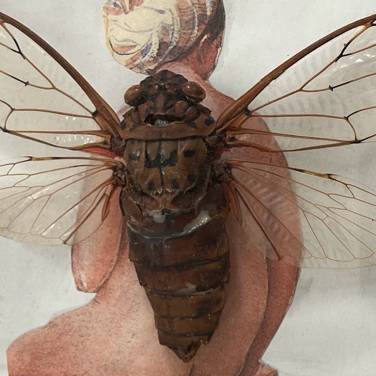 Champaka Viridimaculata Cicada Specimen and Mixed Media Collage