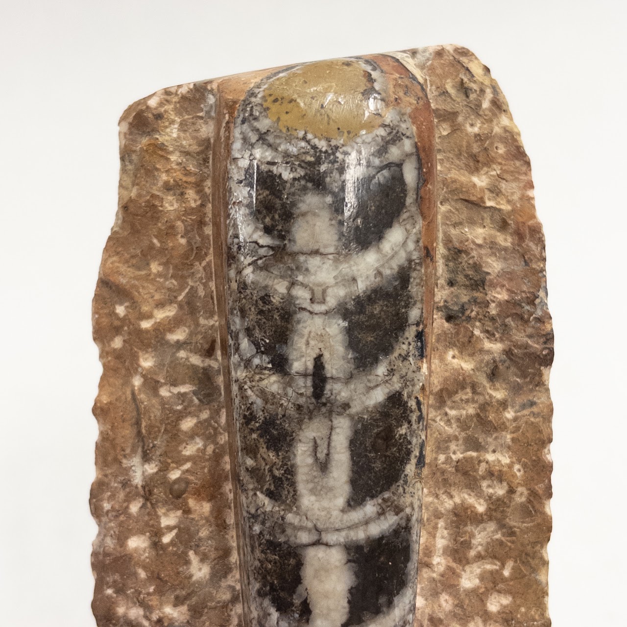 Fossilized Orthocone and Mineral Specimen