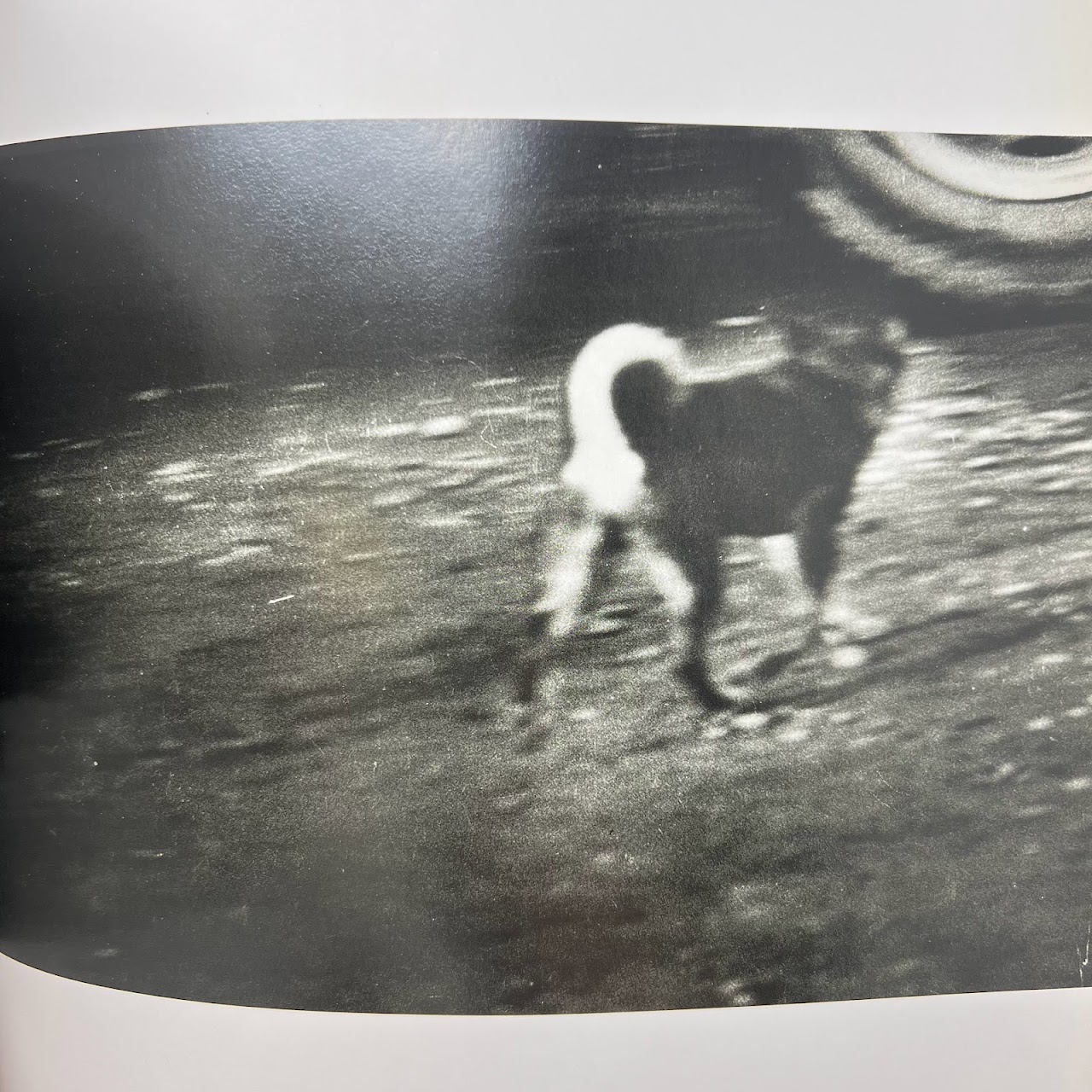 Daido Moriyama: 'Stray Dog' First Edition