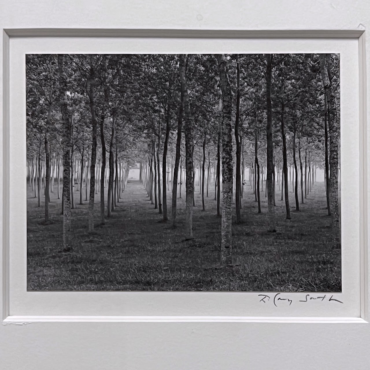 Rodney Smith 'Grove Dordogne, France, 1985' Signed Photograph