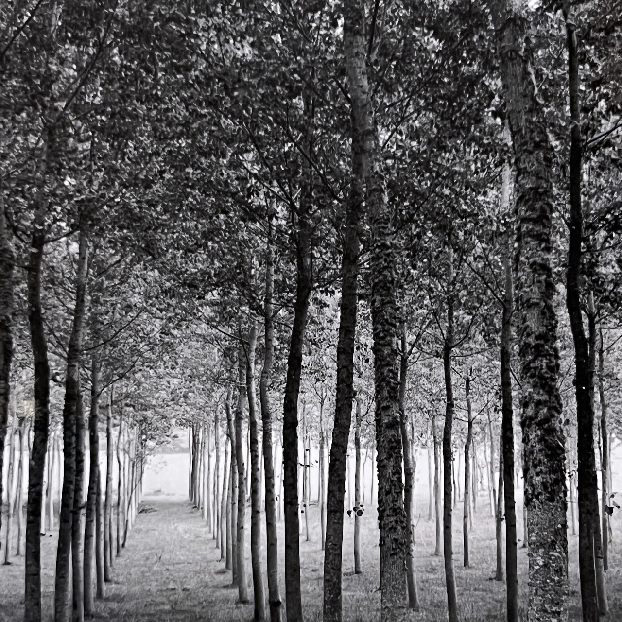 Rodney Smith 'Grove Dordogne, France, 1985' Signed Photograph