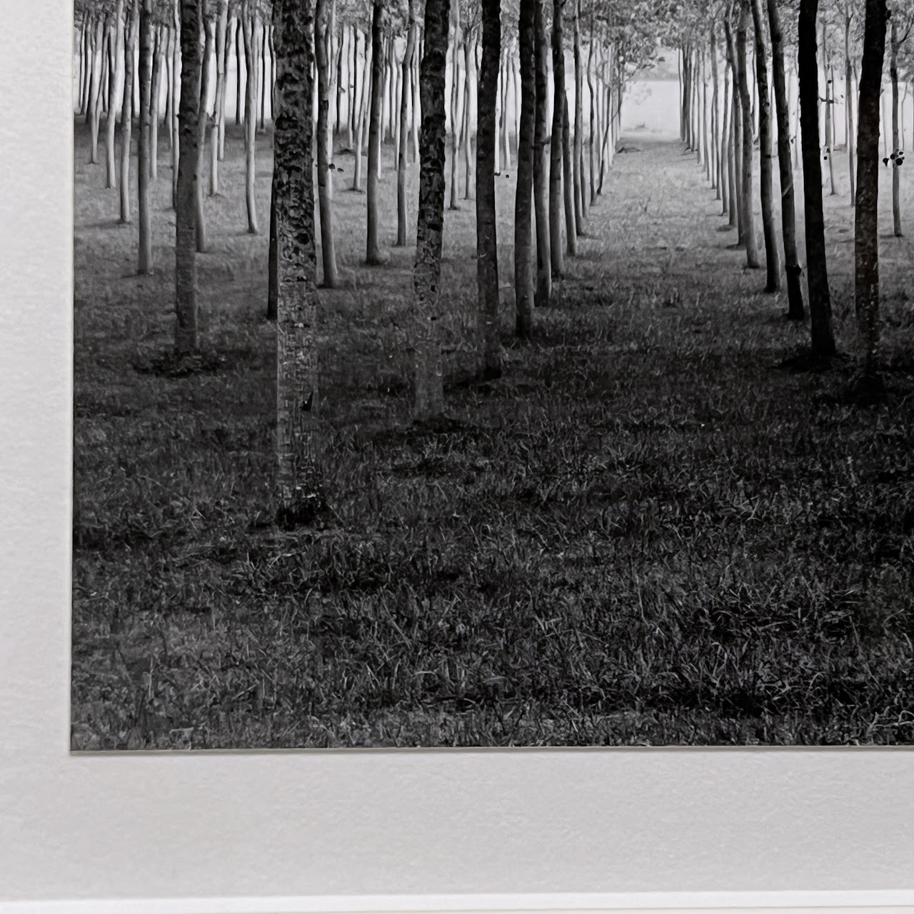 Rodney Smith 'Grove Dordogne, France, 1985' Signed Photograph