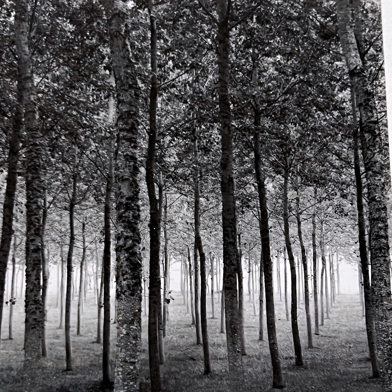 Rodney Smith 'Grove Dordogne, France, 1985' Signed Photograph