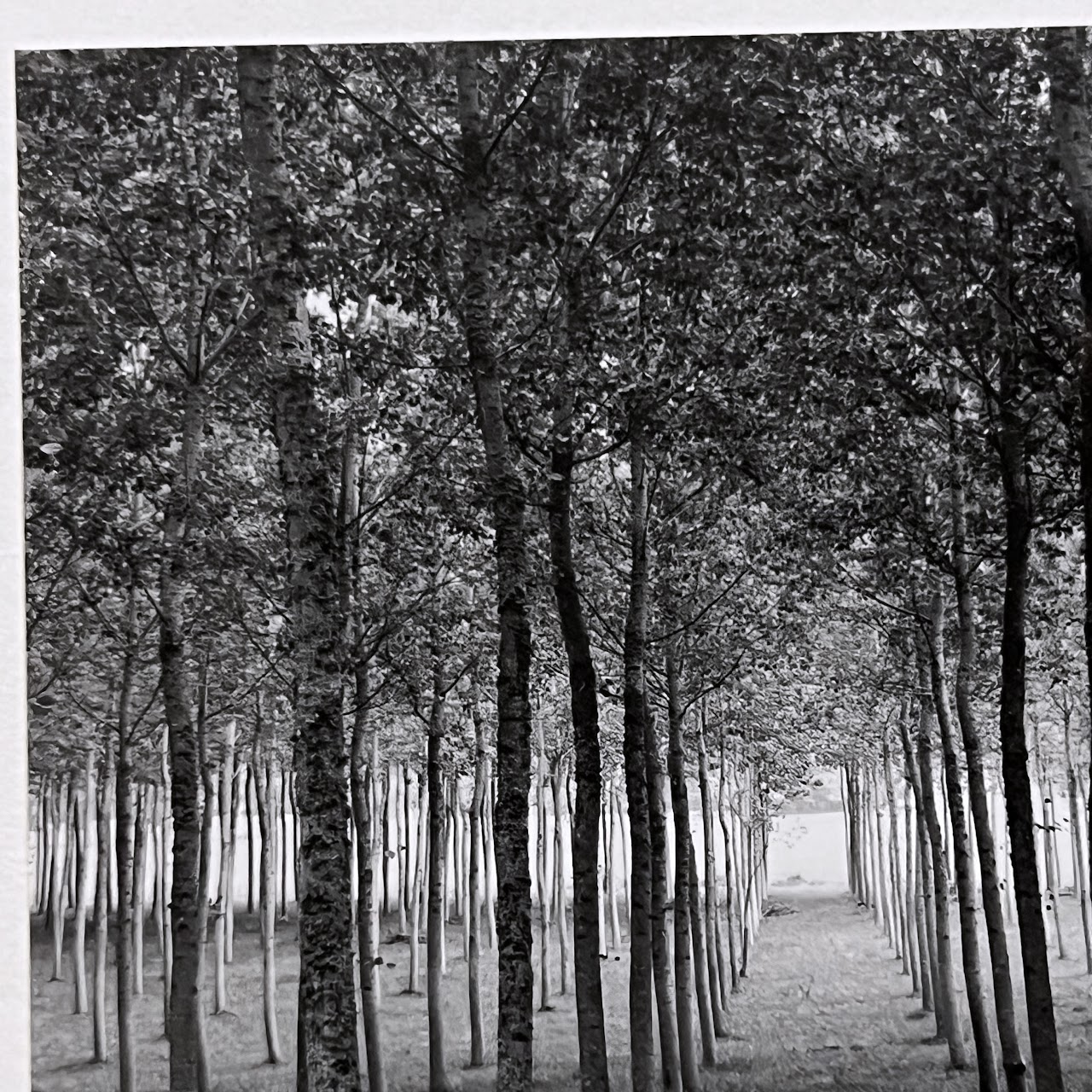 Rodney Smith 'Grove Dordogne, France, 1985' Signed Photograph