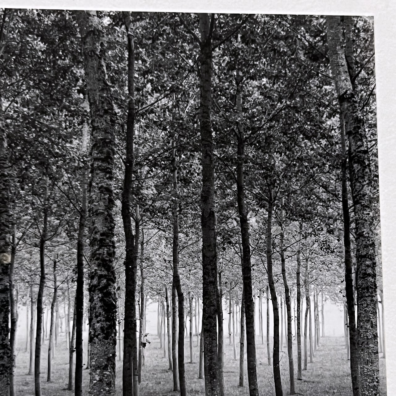 Rodney Smith 'Grove Dordogne, France, 1985' Signed Photograph