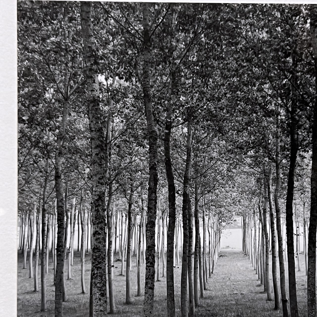 Rodney Smith 'Grove Dordogne, France, 1985' Signed Photograph