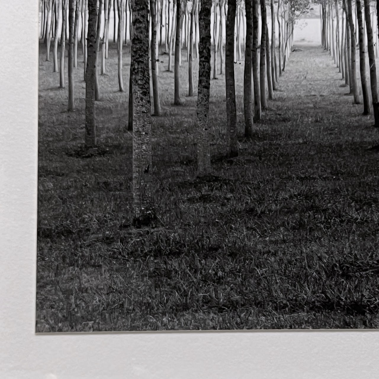 Rodney Smith 'Grove Dordogne, France, 1985' Signed Photograph