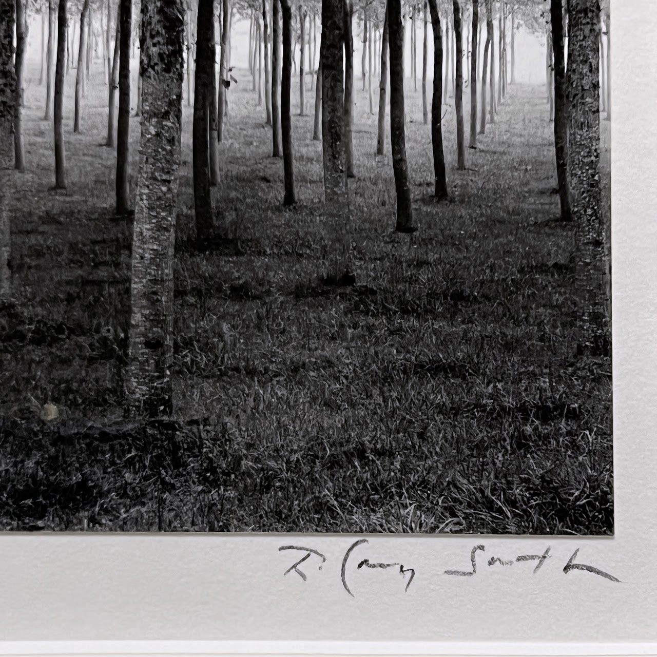 Rodney Smith 'Grove Dordogne, France, 1985' Signed Photograph