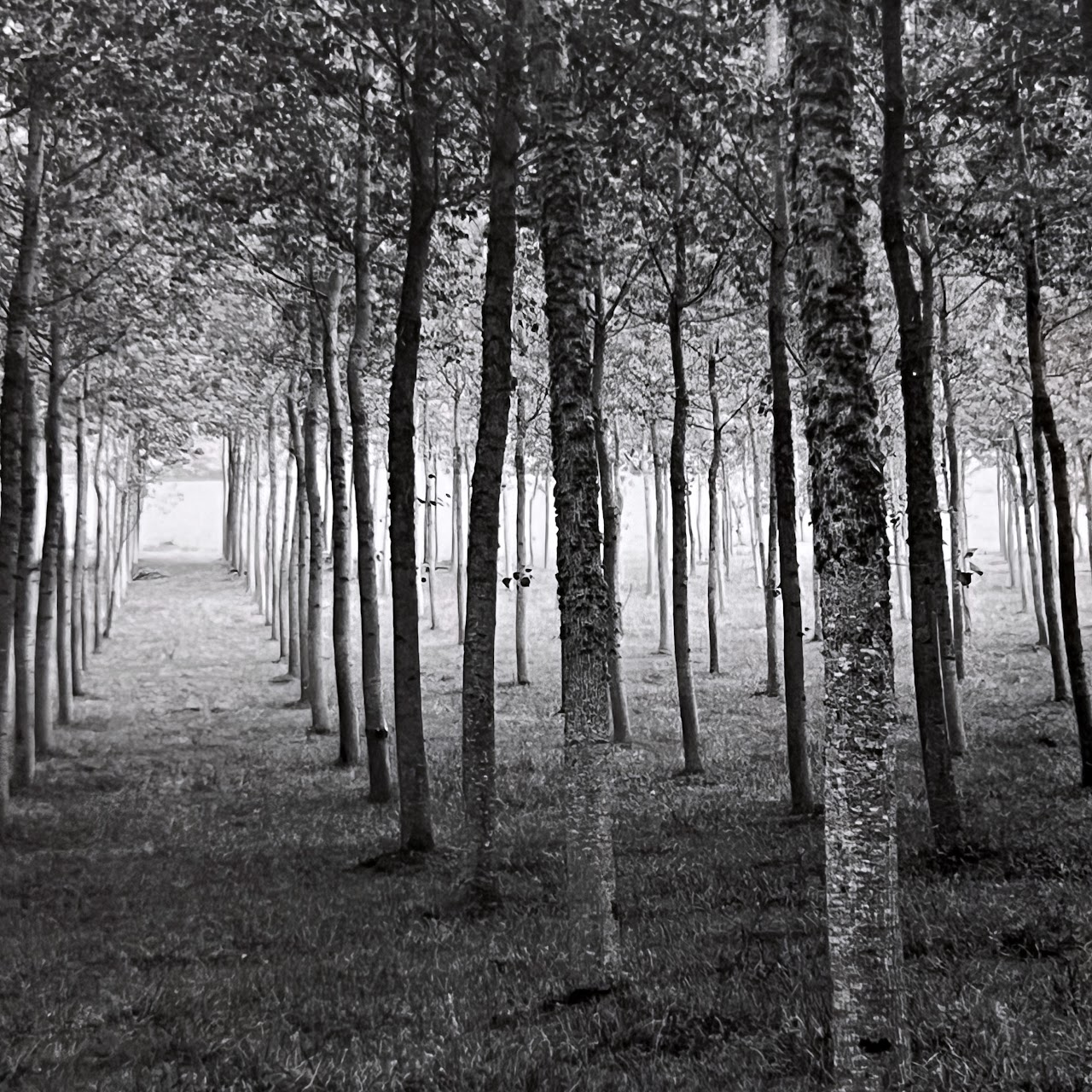 Rodney Smith 'Grove Dordogne, France, 1985' Signed Photograph