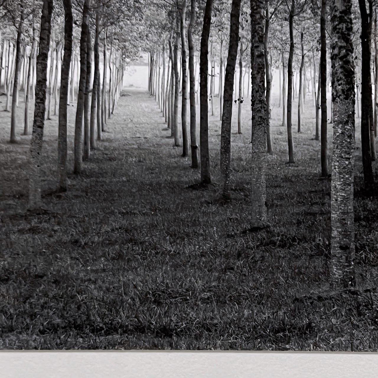 Rodney Smith 'Grove Dordogne, France, 1985' Signed Photograph