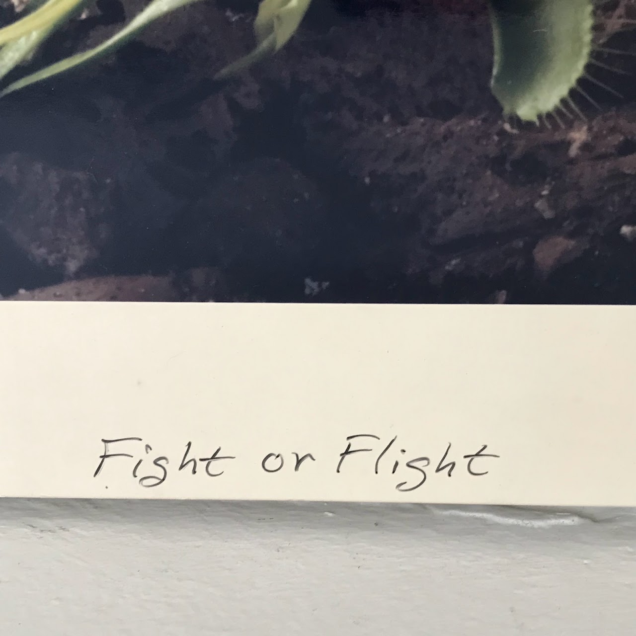Scott Keely Signed 'Fight or Flight' Photograph