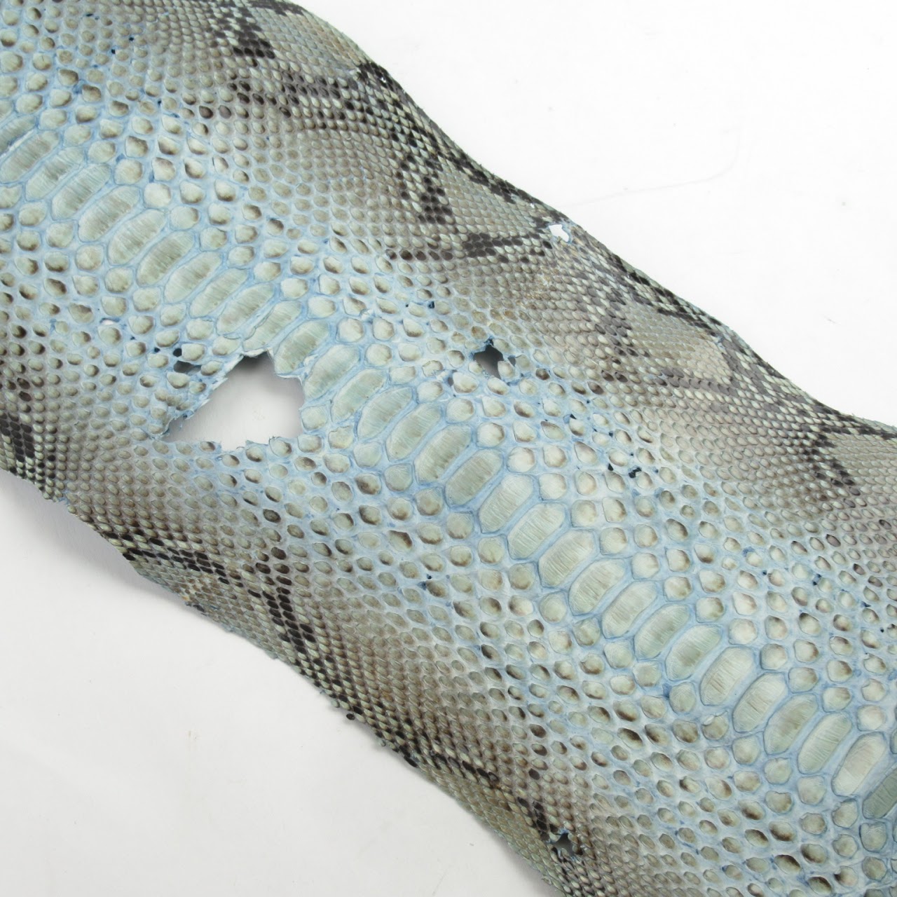 Python Skin #1