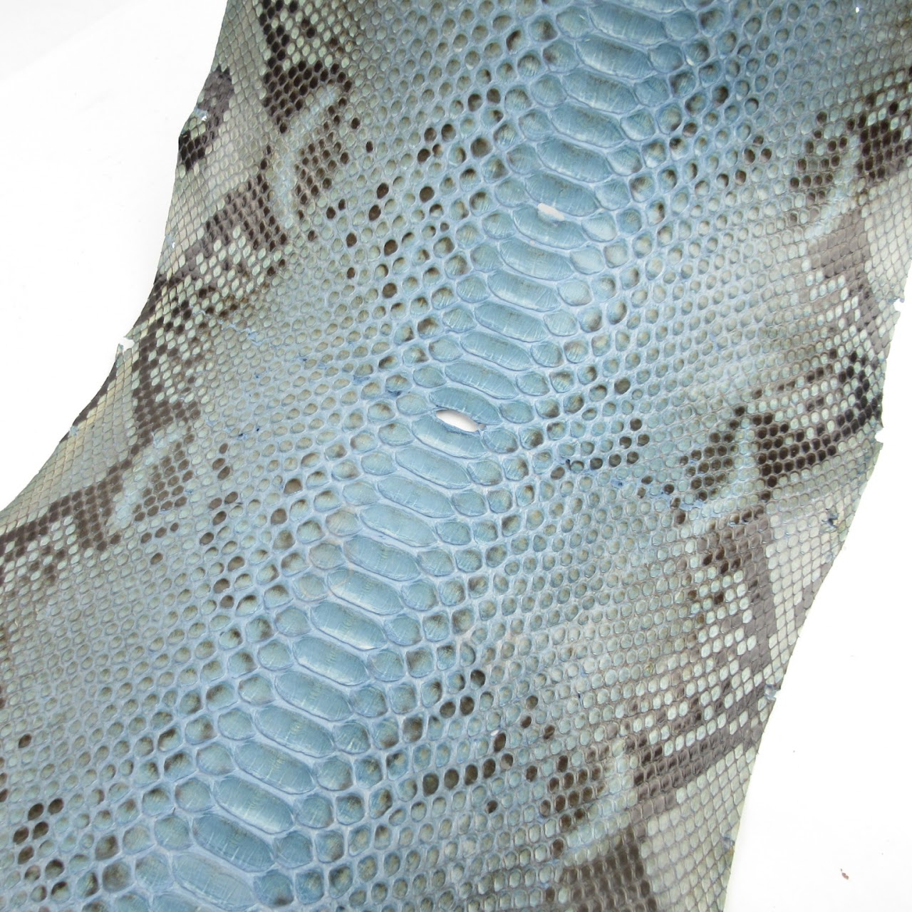 Python Skin #2