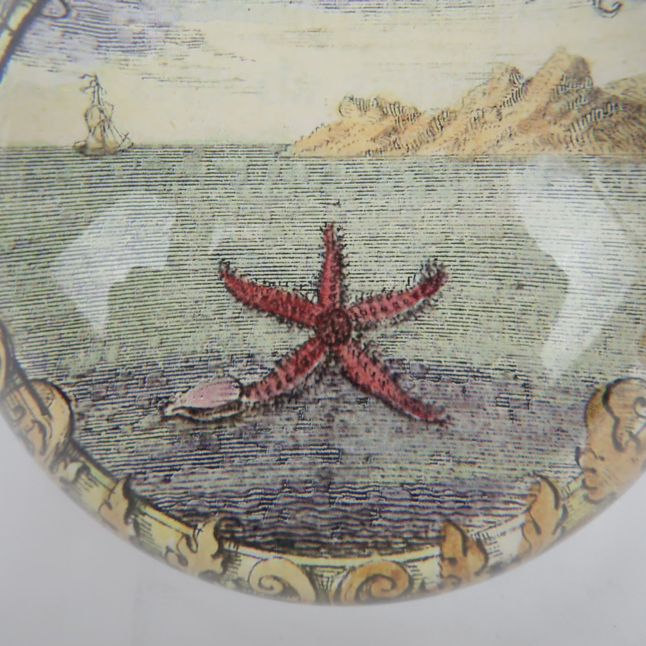 John Derian  Starfish Beach Paperweight