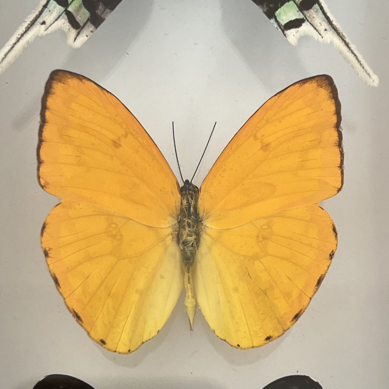 Lepidoptera Specimen Group of Five