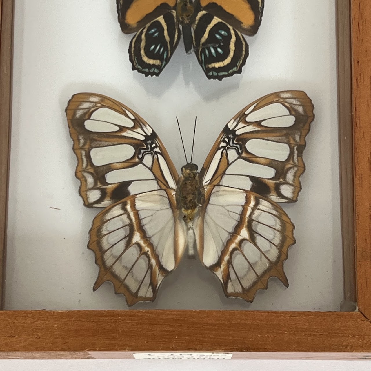 Lepidoptera Specimen Group of Five