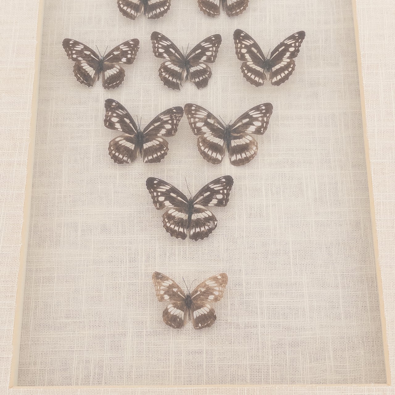 Framed Lepidoptera Specimen Display