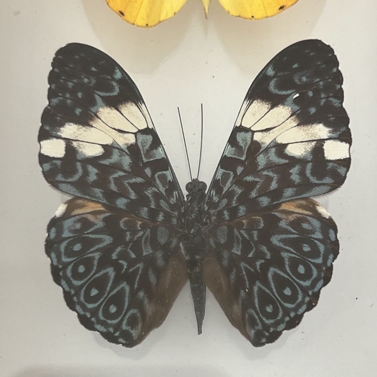 Lepidoptera Specimen Group of Five