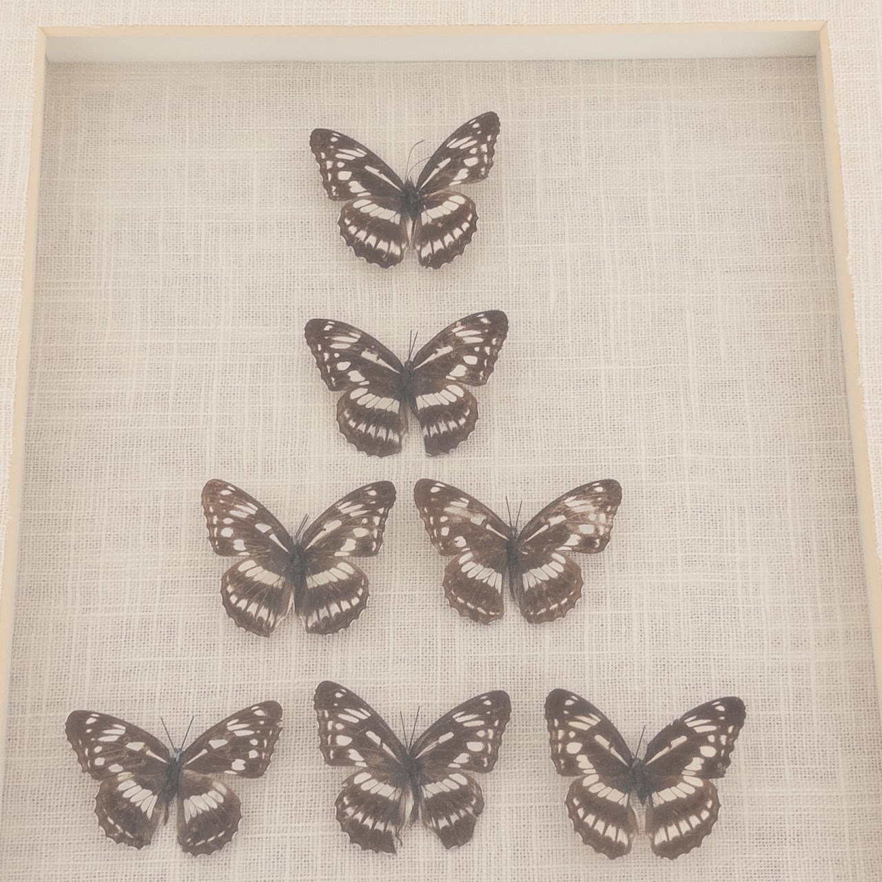 Framed Lepidoptera Specimen Display