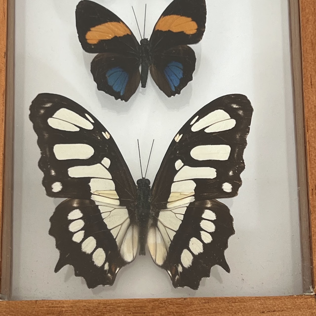 Lepidoptera Specimen Group of Five