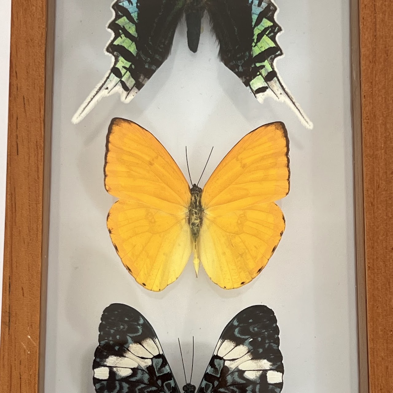 Lepidoptera Specimen Group of Five