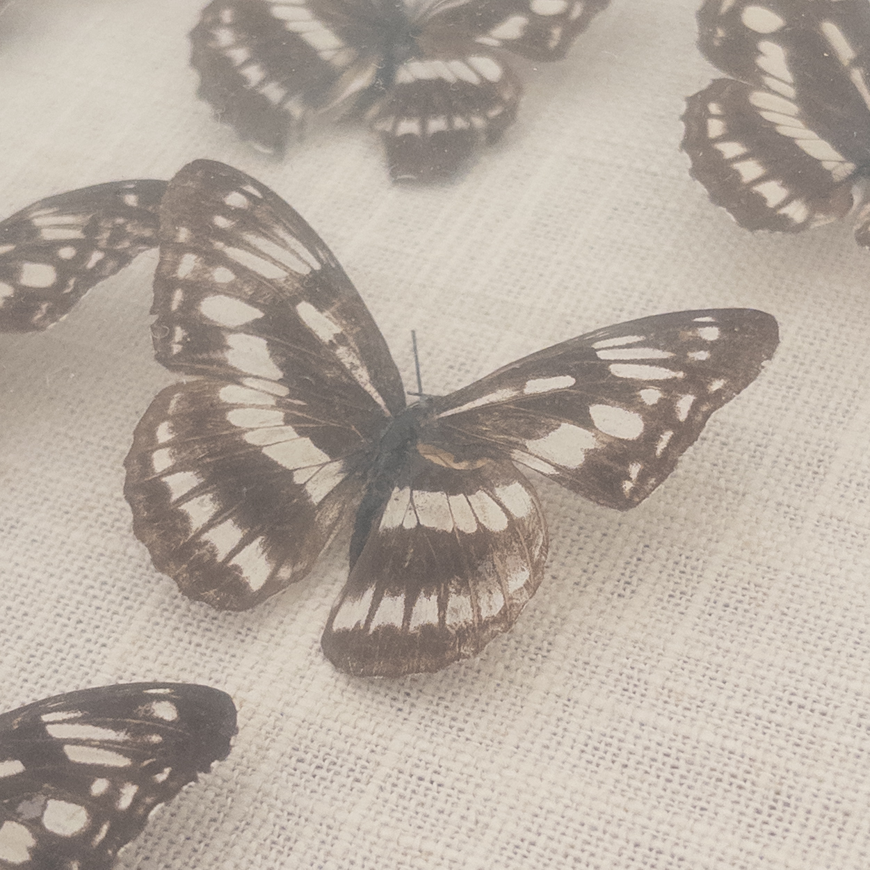 Framed Lepidoptera Specimen Display