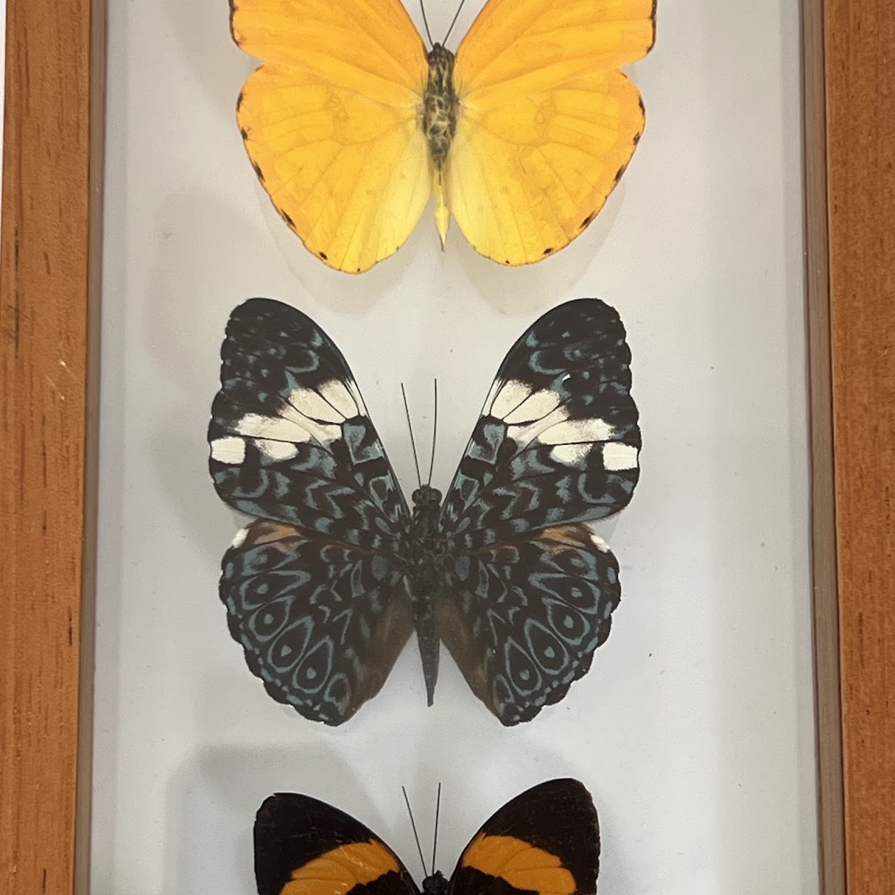 Lepidoptera Specimen Group of Five