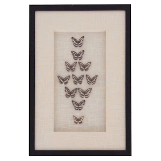 Framed Lepidoptera Specimen Display