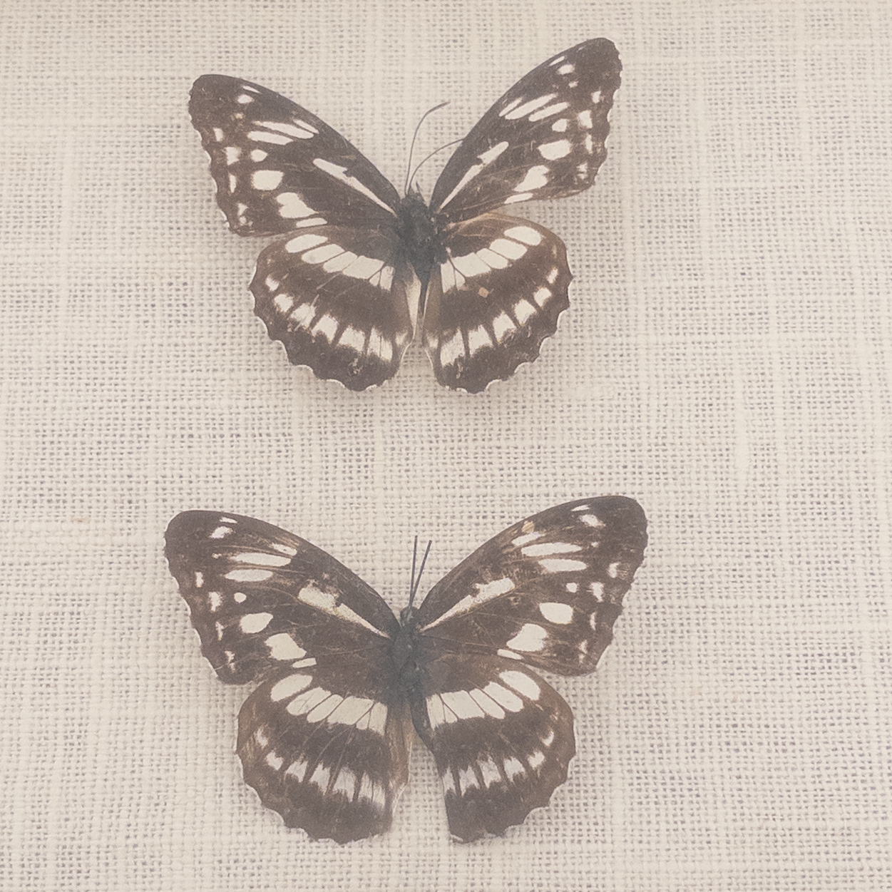 Framed Lepidoptera Specimen Display