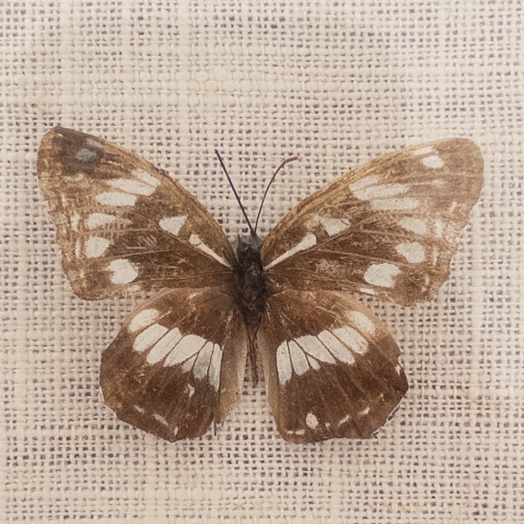 Framed Lepidoptera Specimen Display