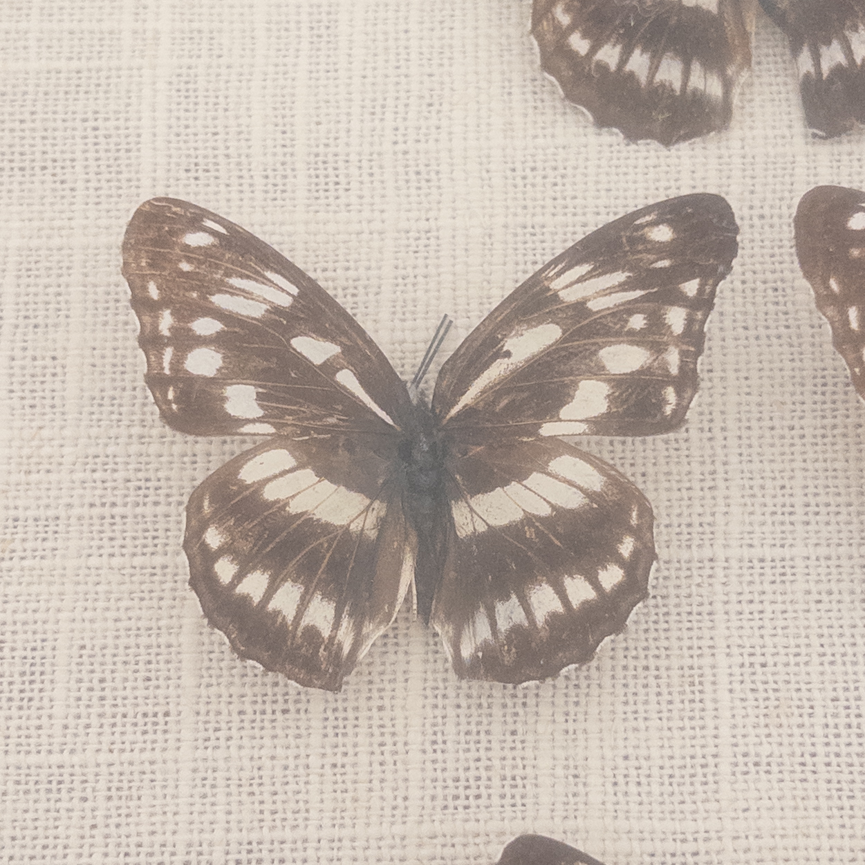 Framed Lepidoptera Specimen Display