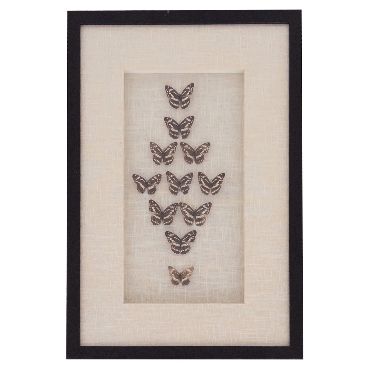 Framed Lepidoptera Specimen Display