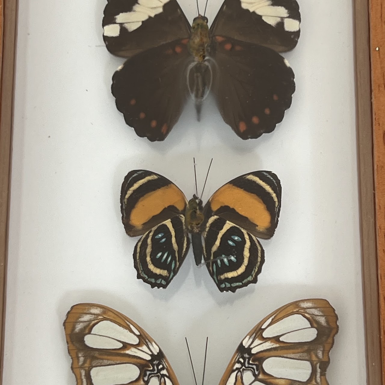 Lepidoptera Specimen Group of Five