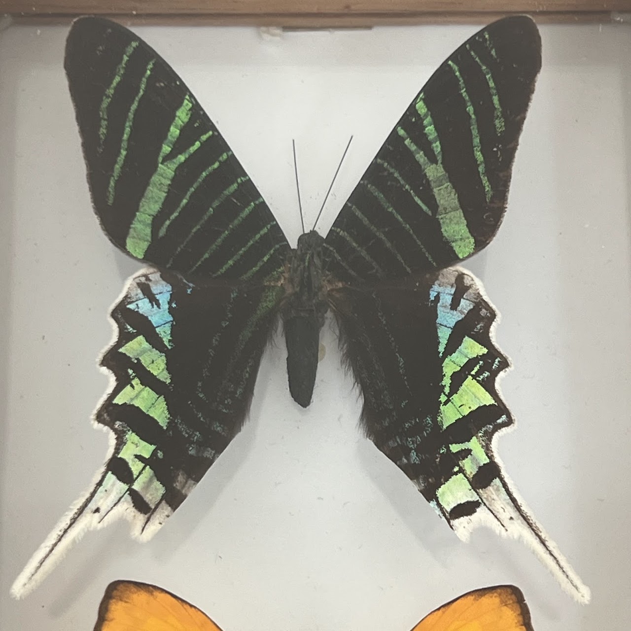 Lepidoptera Specimen Group of Five