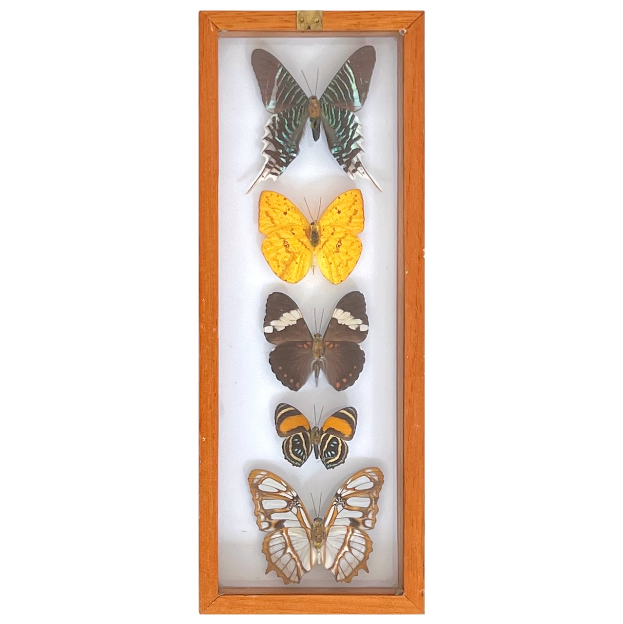 Lepidoptera Specimen Group of Five