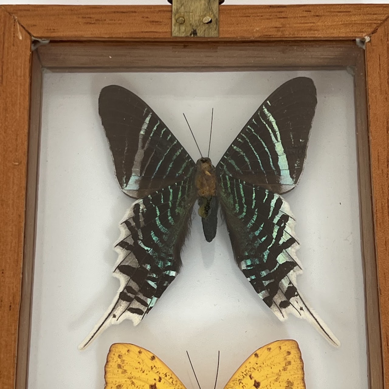 Lepidoptera Specimen Group of Five