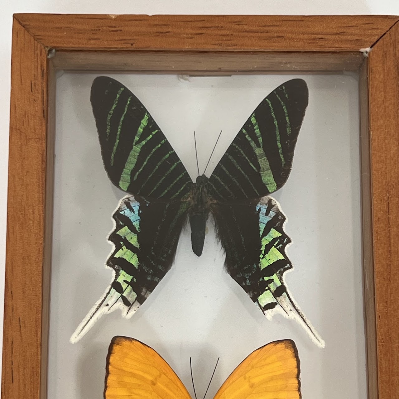 Lepidoptera Specimen Group of Five